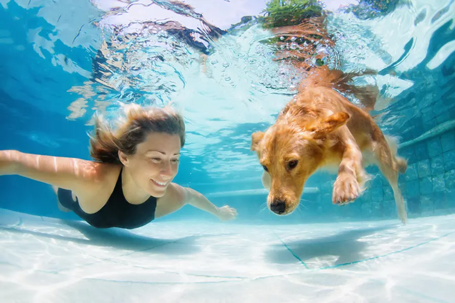 Pets And Pools